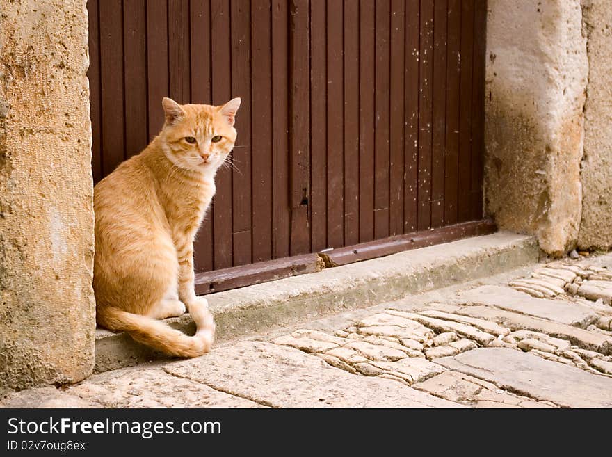 Country cat