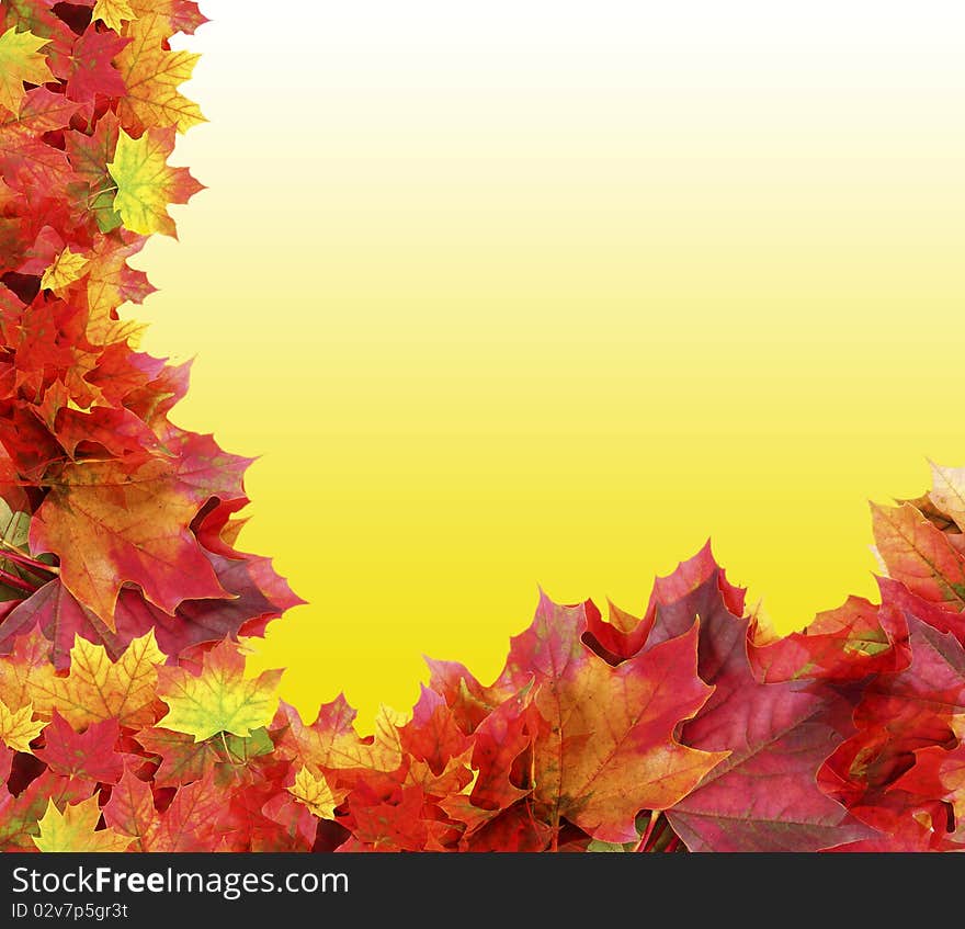 Autumn maple foliage on empty yellow background. Autumn maple foliage on empty yellow background