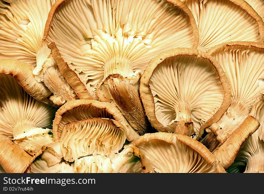 Mushrooms