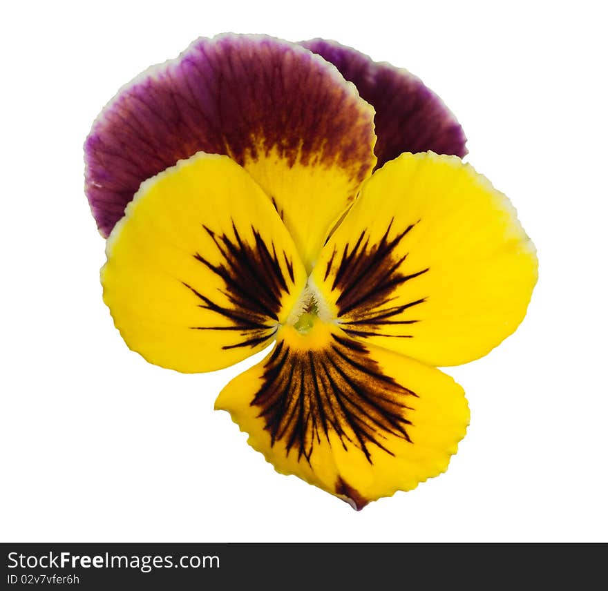 Lilac and yellow pansy on white