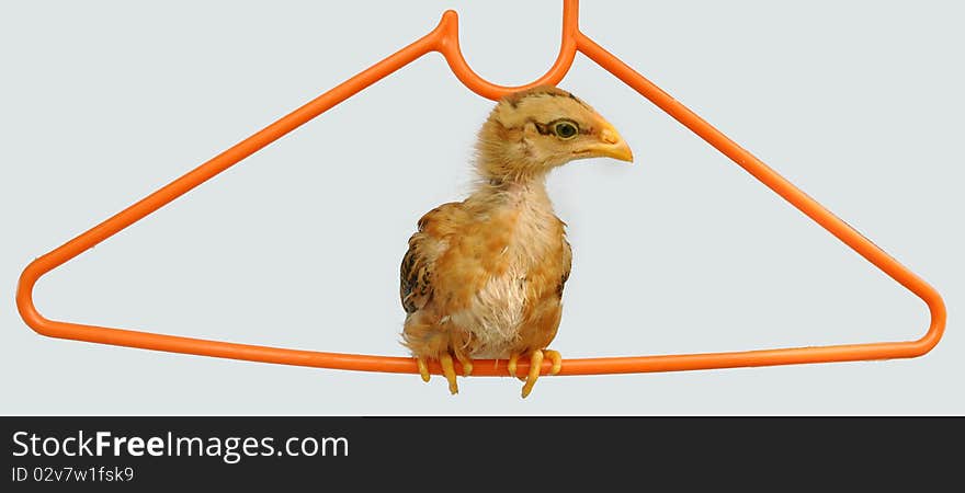 Lovely chicken rooster with coat-hanger for sale