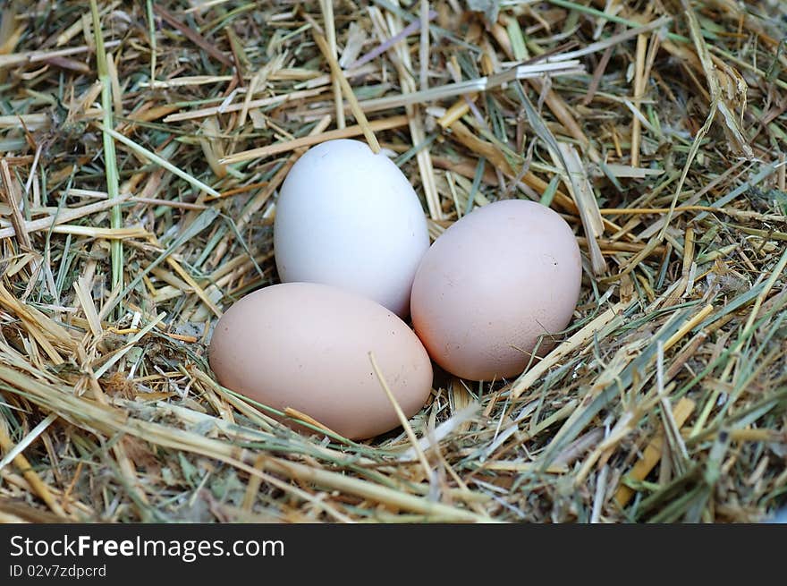 Colour eggs in a nest from straw close up. Colour eggs in a nest from straw close up.