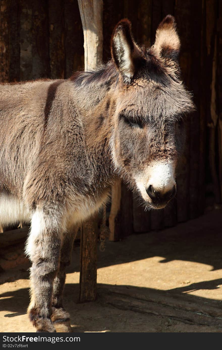 Donkey's head captured close-up from the side