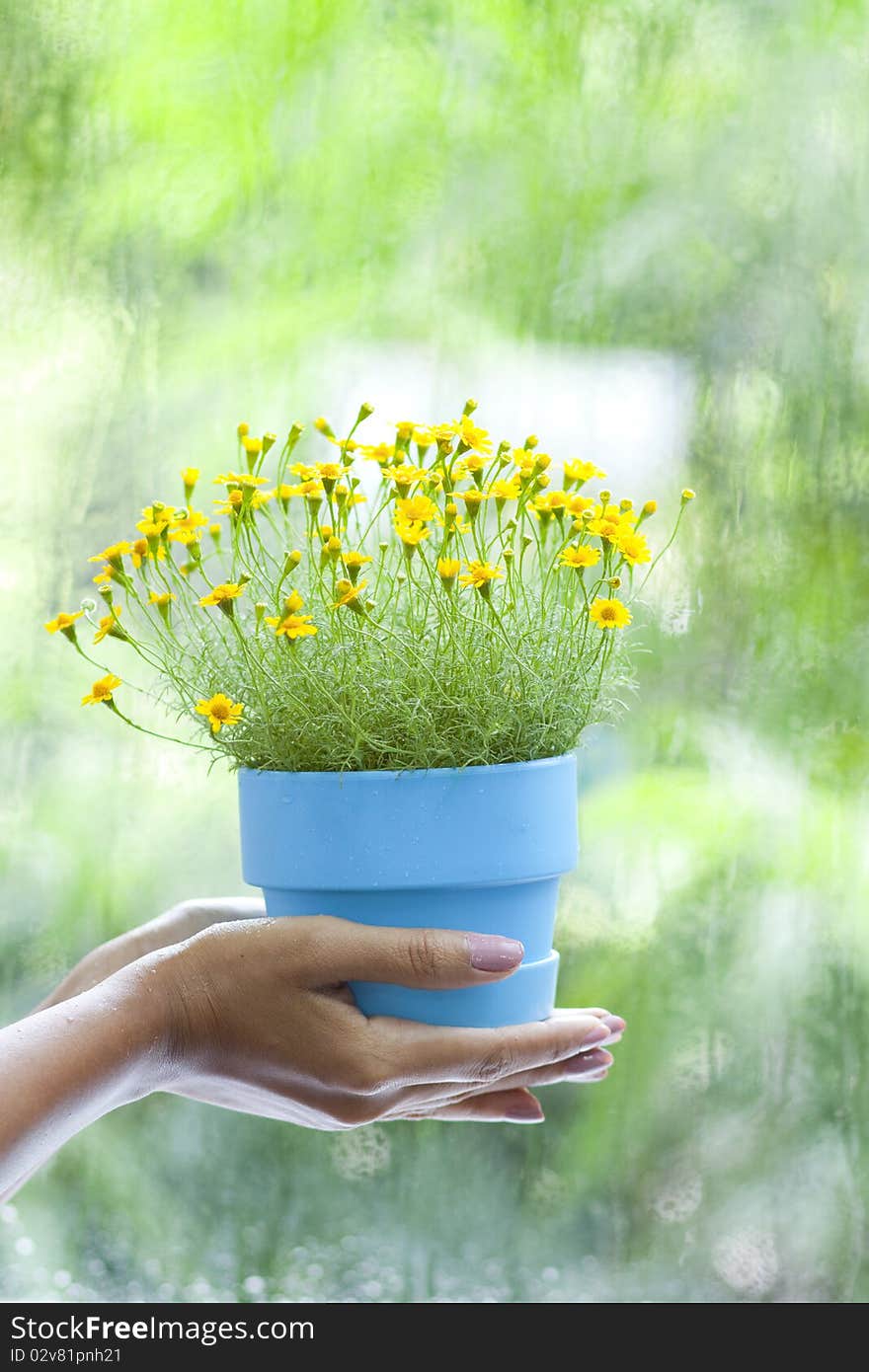 Hand Holding Two-Hand Window Flower. Hand Holding Two-Hand Window Flower