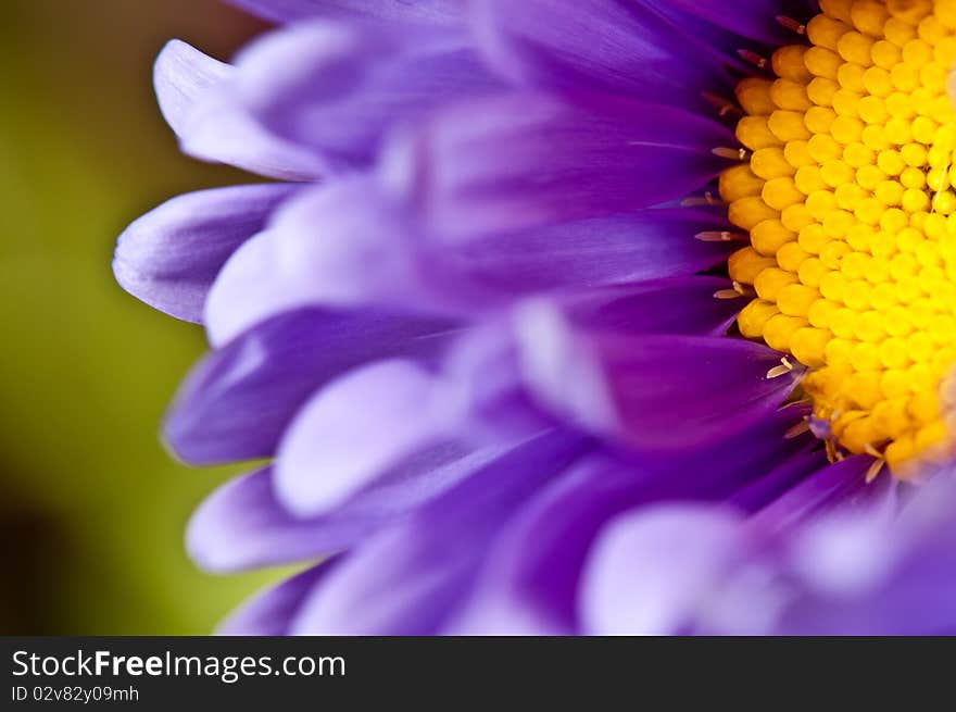 Beauty Aster Flower. Macro photo