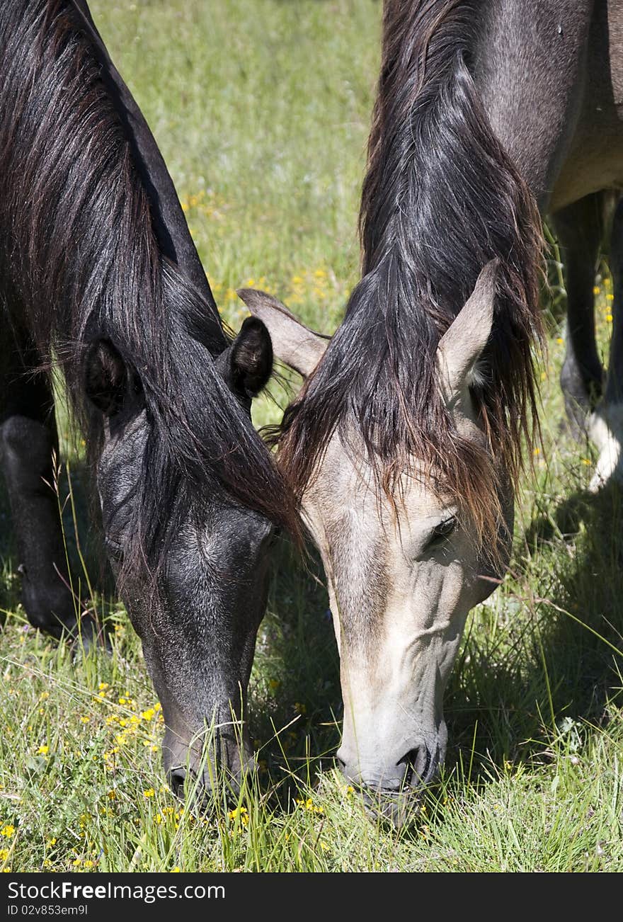 Close up on heads of two horses grazing on a mountain meadow on a sunny summer day.