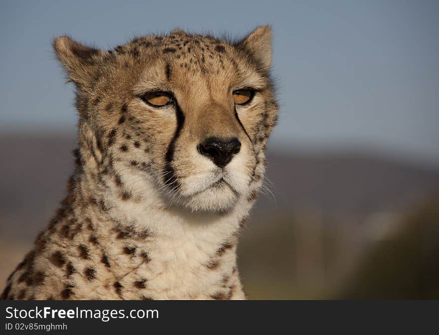 Portrait of a cheetah