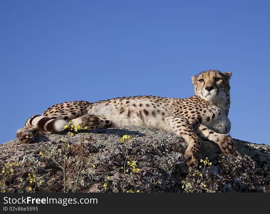 Cheetah Laying On A Rock