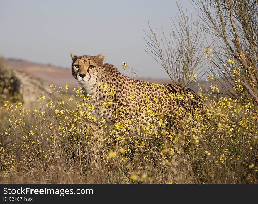 A cheetah walking in a meadow behind flowers. A cheetah walking in a meadow behind flowers