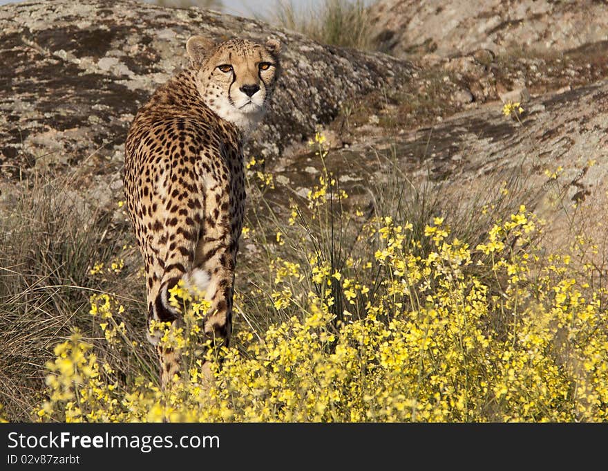 A cheetah standing in front of a rock looking directly to the camera. A cheetah standing in front of a rock looking directly to the camera