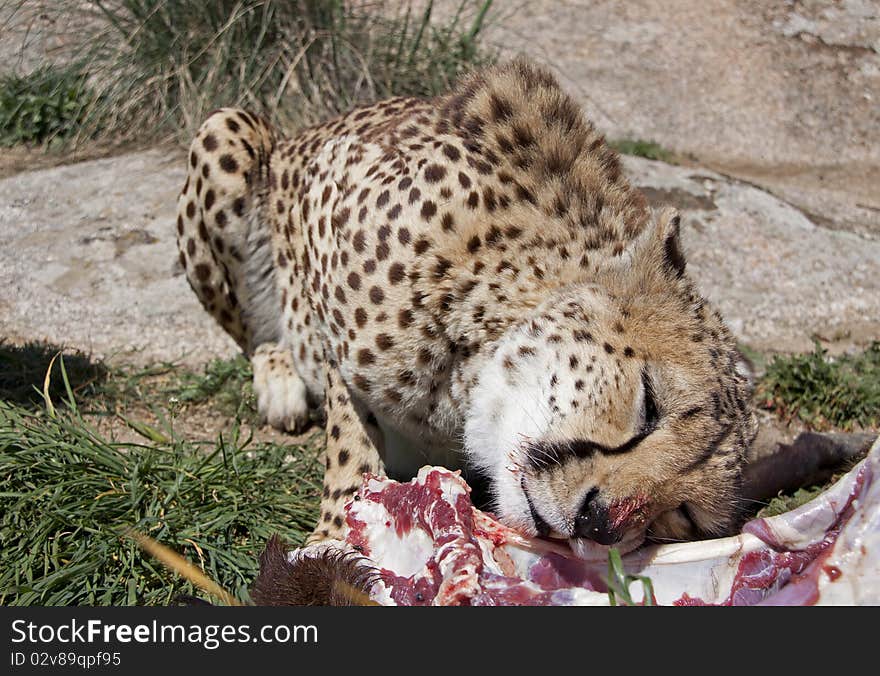 Eating cheetah