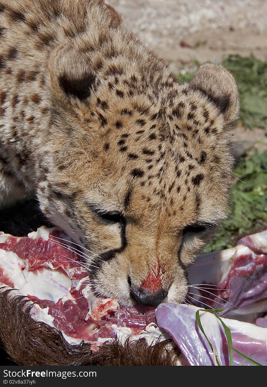 Eating Cheetah