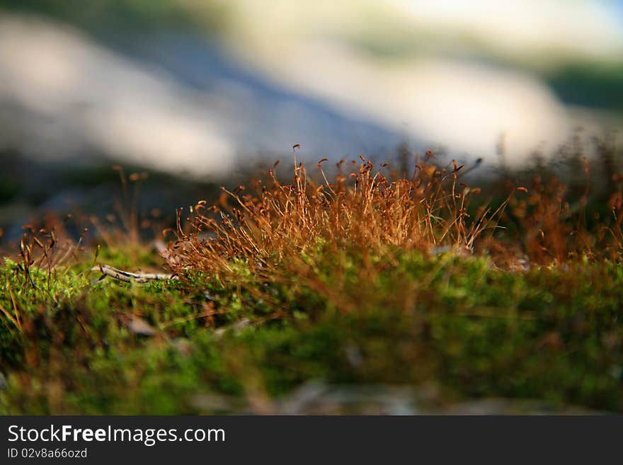 Close-up green moss with focus on stamens