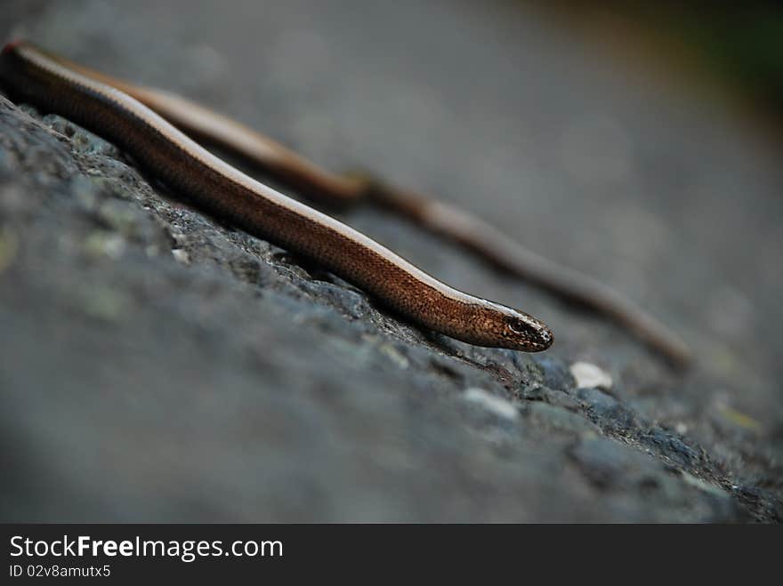 Slow-worm on a gilsonite road