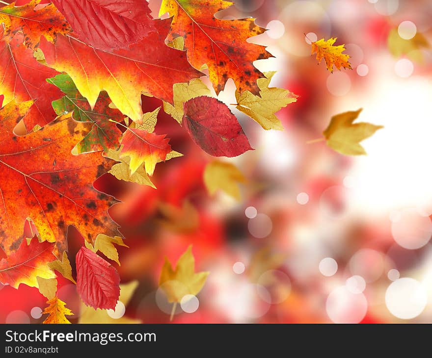 Falling leaves with blur shiny background. Falling leaves with blur shiny background