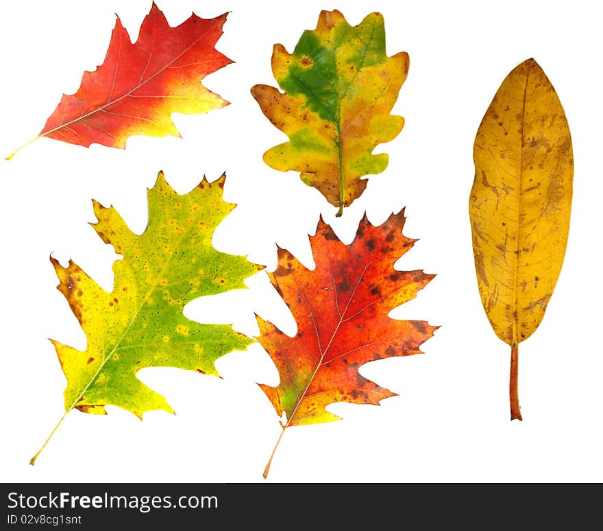 COllection of coloured autumn leaves on white background