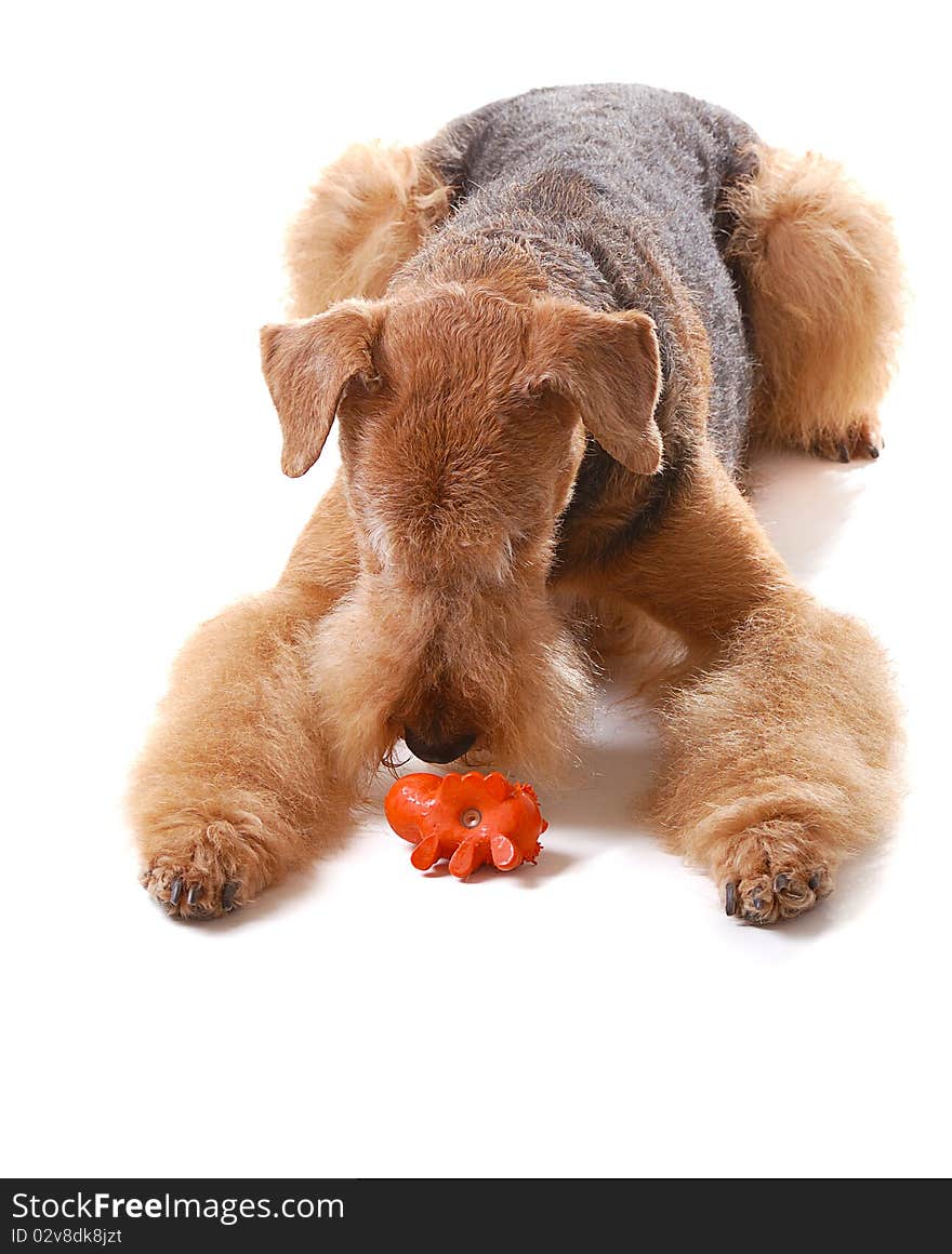 Pureblooded dog Airedale isolated on white background