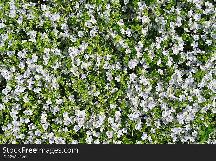 Flower background of small white flowers