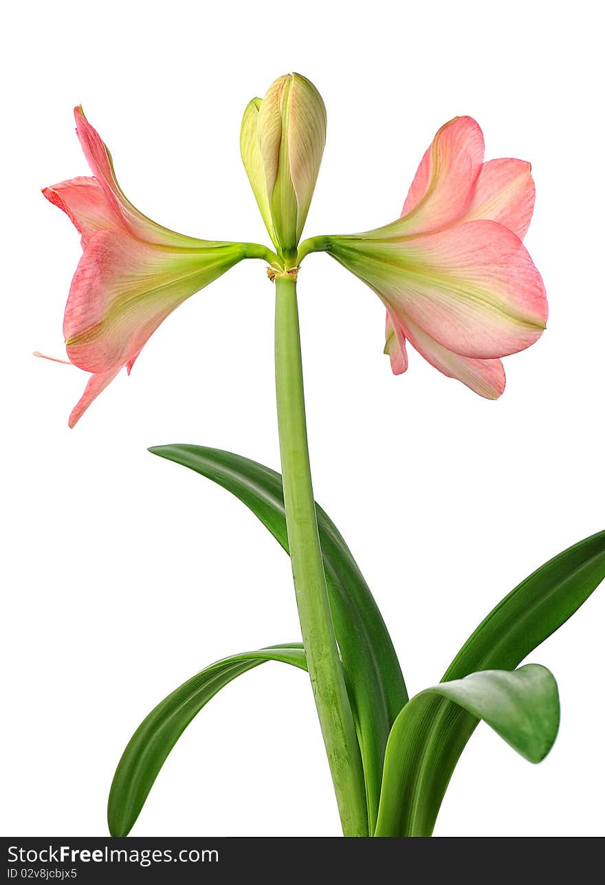 Blooming amaryllis isolated on white background