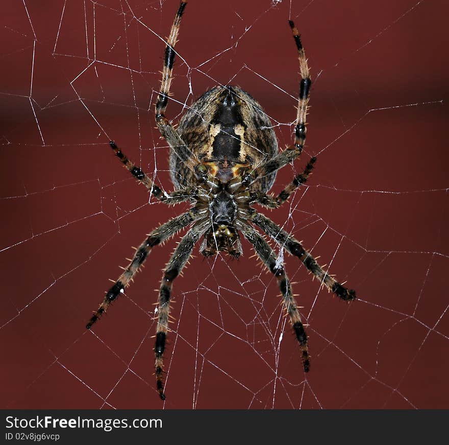 Garden Spider