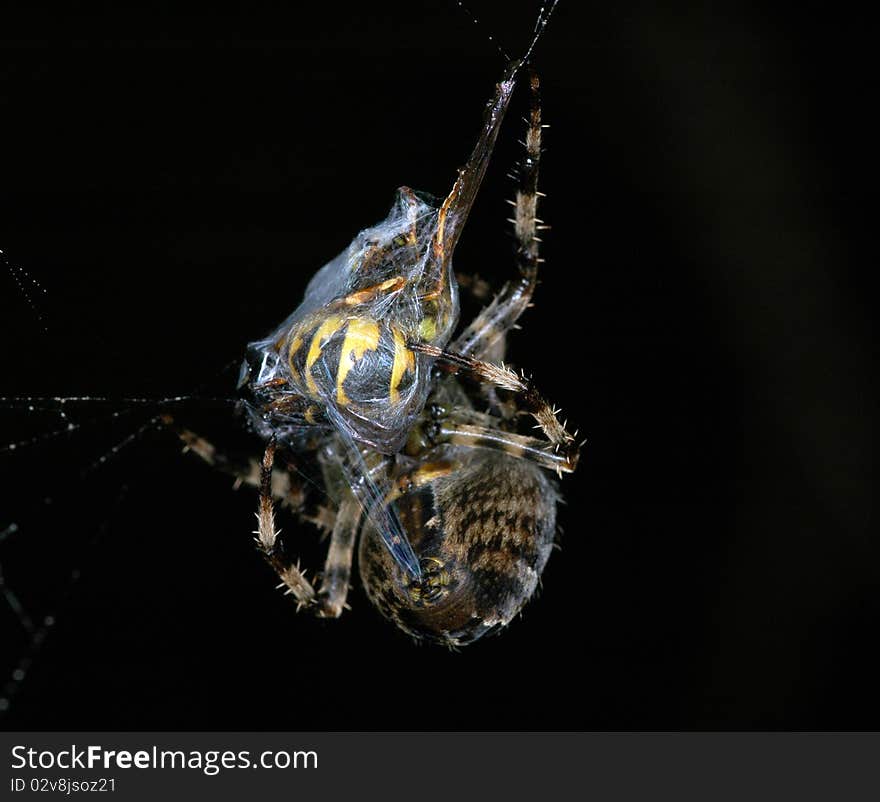 A large garden spider making a web. A large garden spider making a web