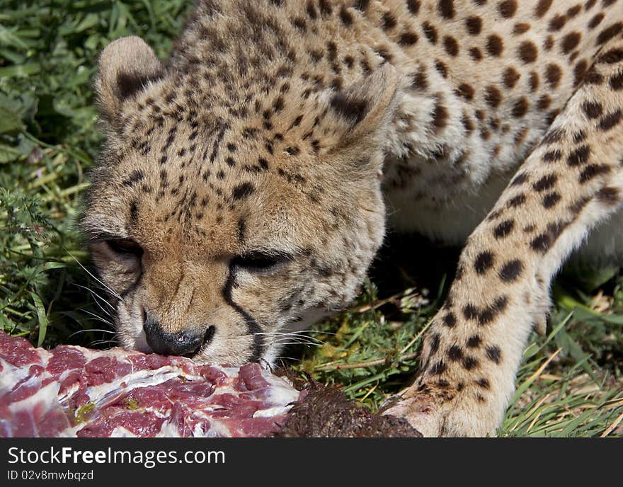 Eating cheetah