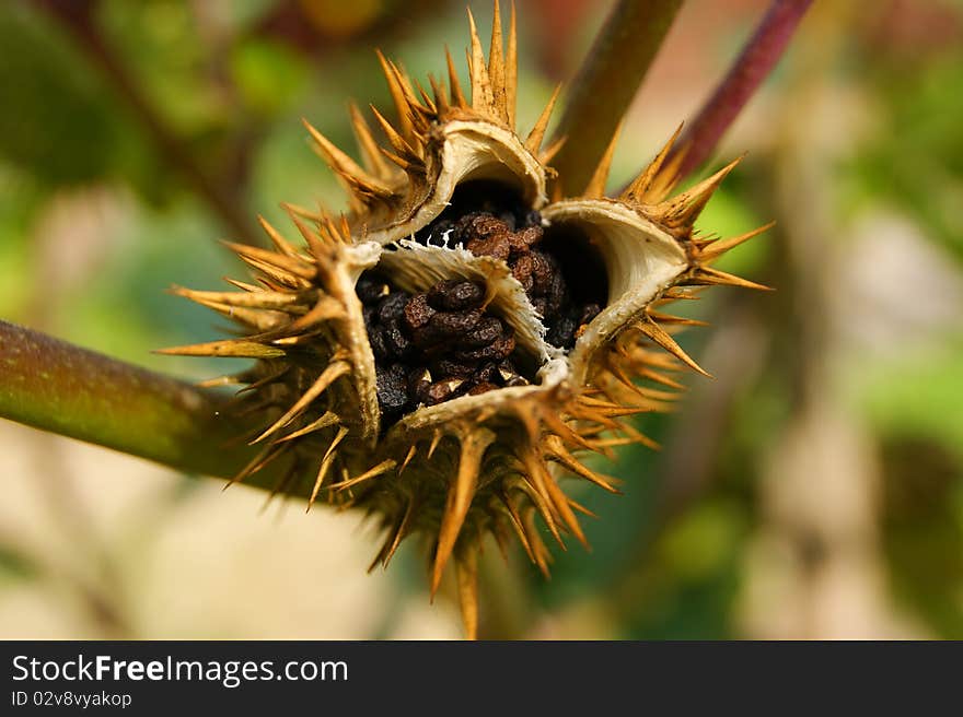 Close up of a prickly plant. nature