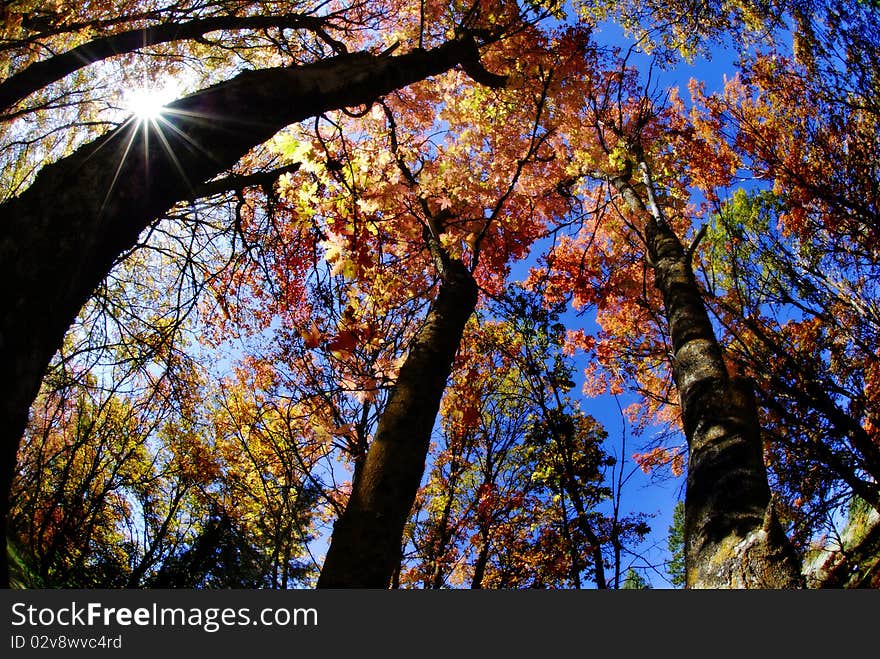 Towering trees in autumn with golden and orange leaves. Towering trees in autumn with golden and orange leaves