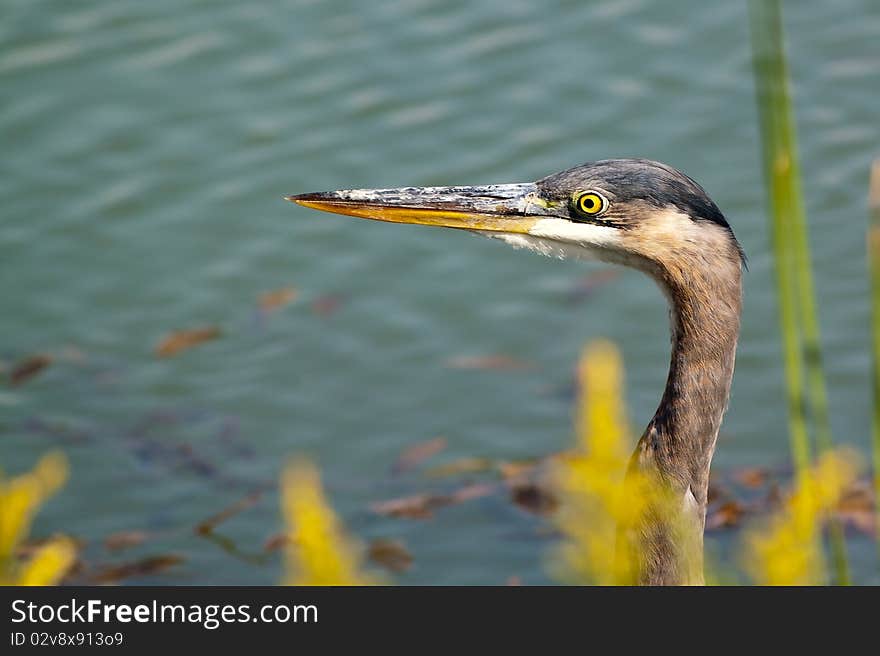 Blue Heron