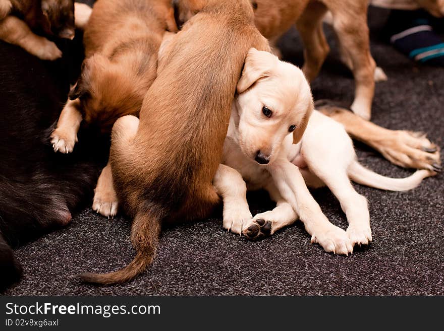 Playing saluki pups on dark carpets