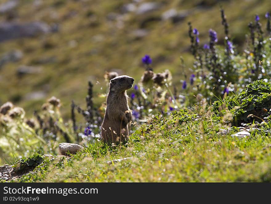 Groundhog in a mountain meadow. Groundhog in a mountain meadow