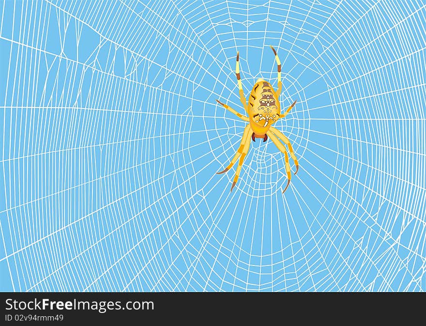 Cross or diadem spider hunting in its web. Cross or diadem spider hunting in its web