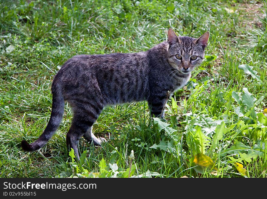 Young cute kitten in the grass.