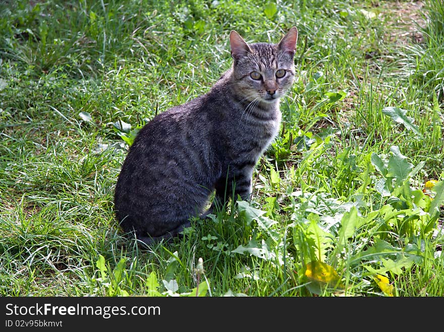 Cute kitten in the grass