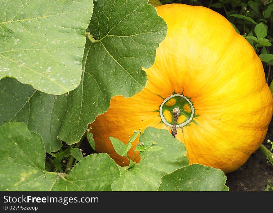 Large ripe pumpkin grew on the bed