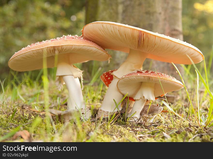 A Amanita muscaria mushroom close-up