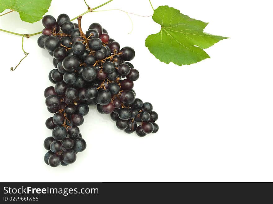 Branch of grape vine