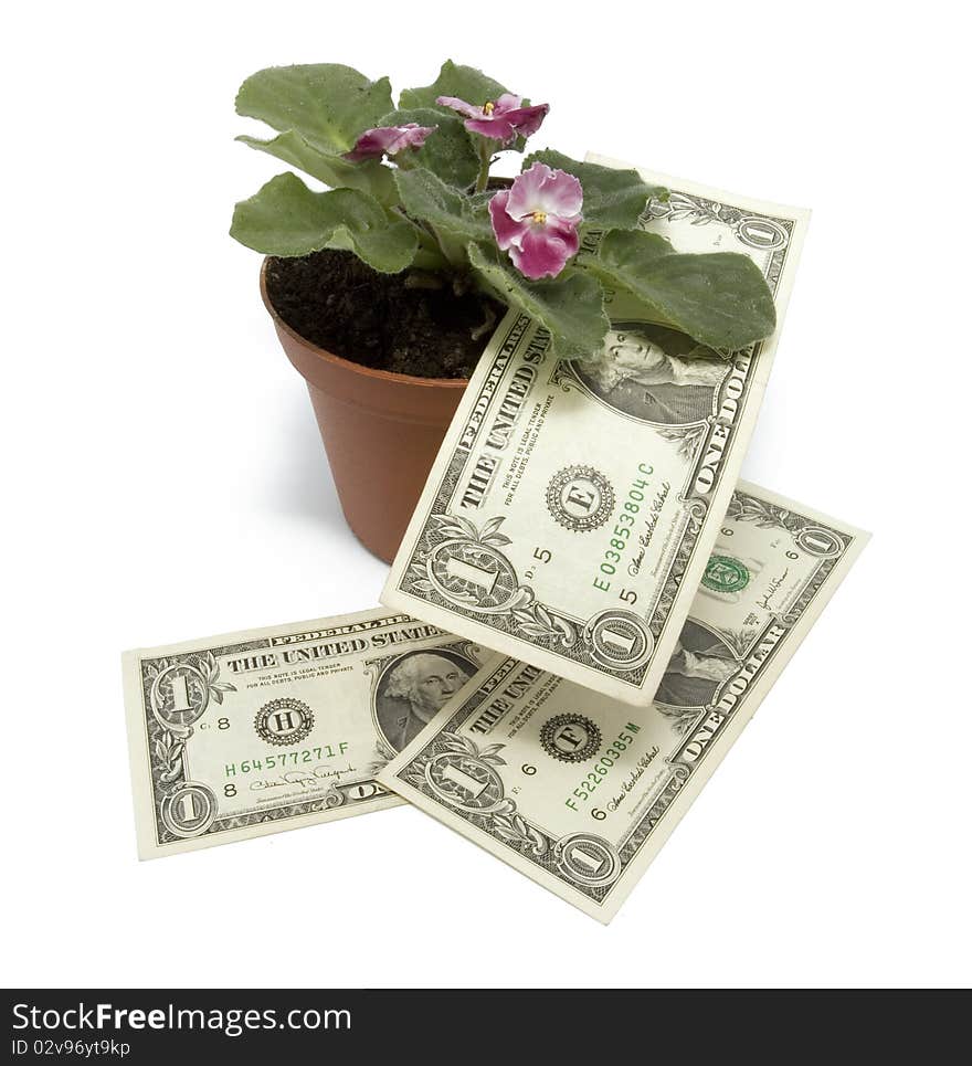 Flower and money on white