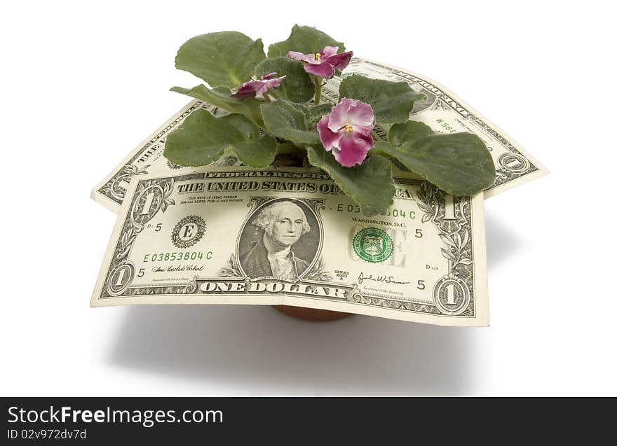 Flower and money on white