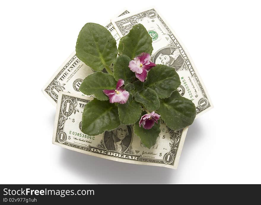 Flower and money on white