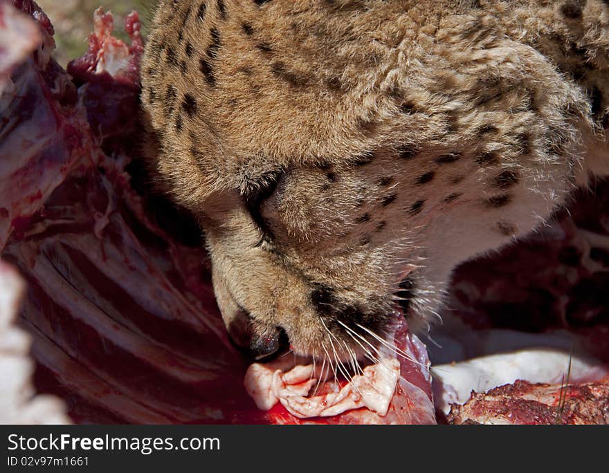 Head of an eating cheetah