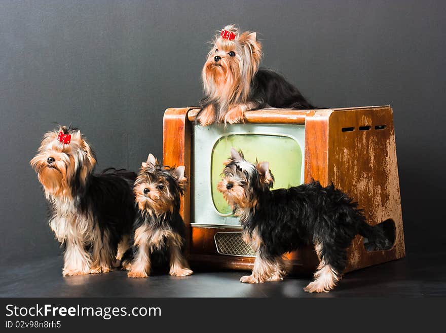 Four yorkshire terrier posing near a televisor. Four yorkshire terrier posing near a televisor