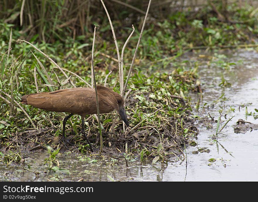 Hamerkop looking for food