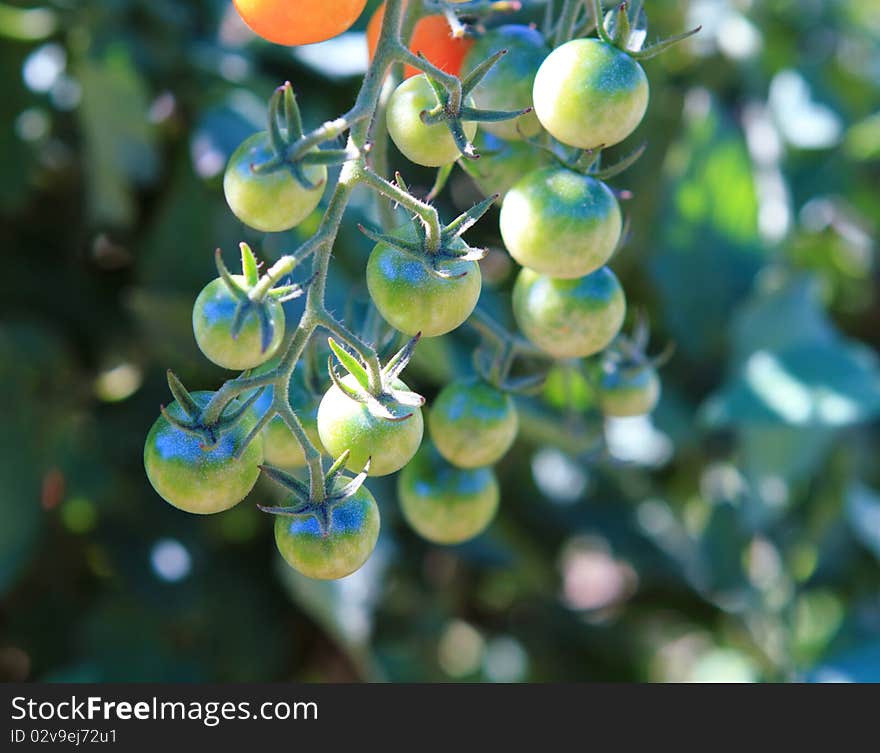 Beautiful colorful cherry tomatoes ripening on the vine. Beautiful colorful cherry tomatoes ripening on the vine