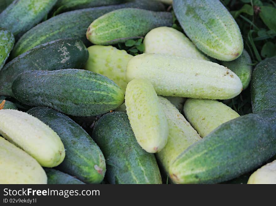 Miscellaneous cucumbers.