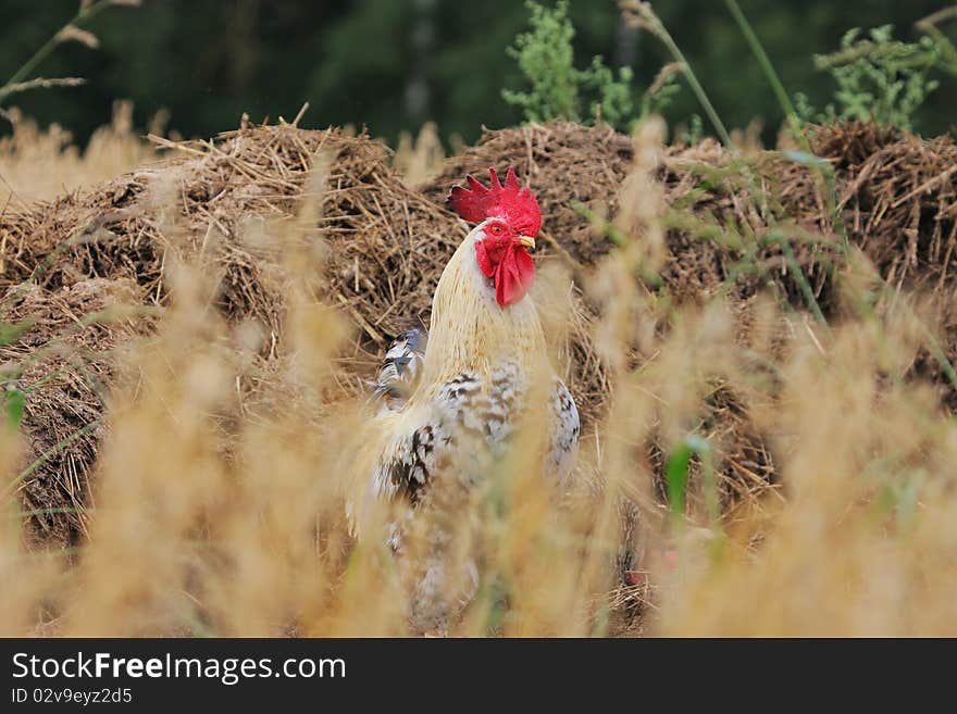 Rural landscape with cock.