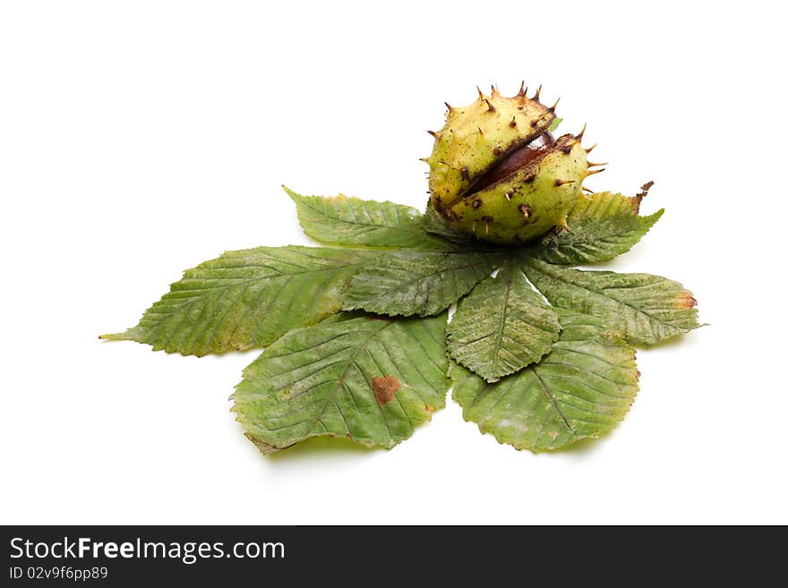 Closeup of chestnut isolated on white background. Closeup of chestnut isolated on white background