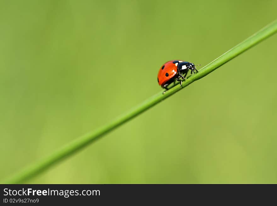 LadyBug on on a blade of grass