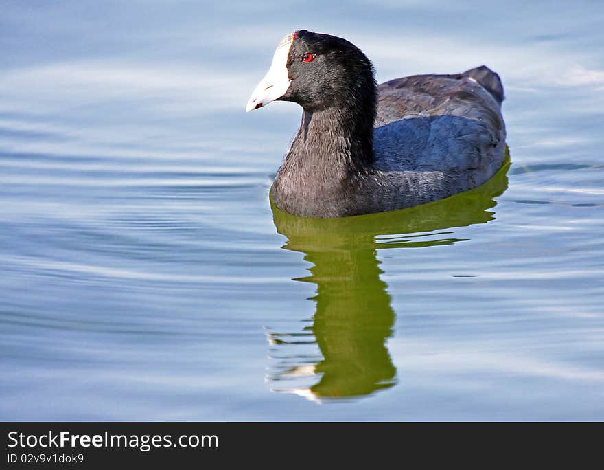 Mud Hen Coot Floating on Water