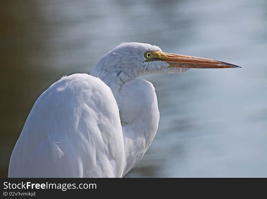 White Heron